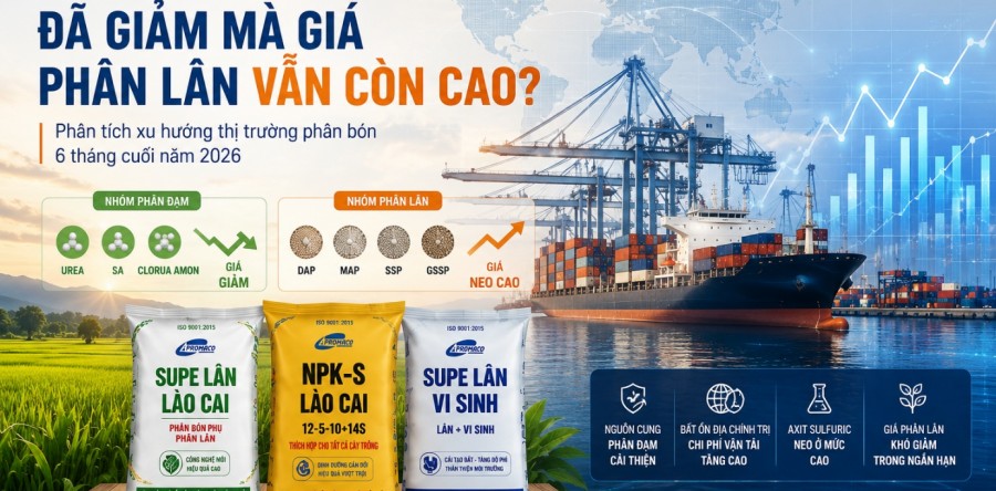 VÌ SAO GIÁ UREA, SA, CLORUA AMON ĐÃ GIẢM MÀ GIÁ PHÂN LÂN VẪN CÒN CAO?